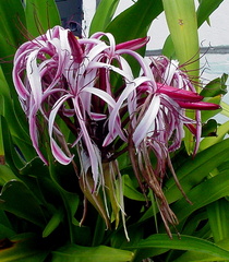 	Crinum Amabile