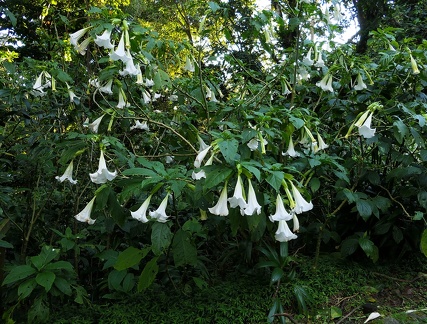 	Datura suaveolens