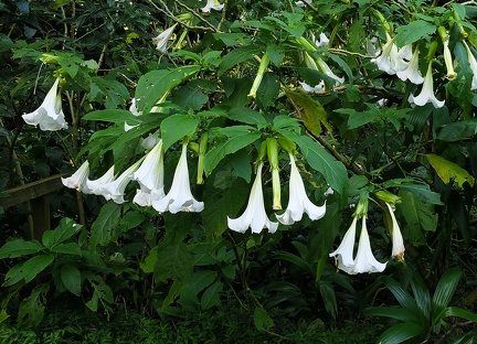 	Datura suaveolens