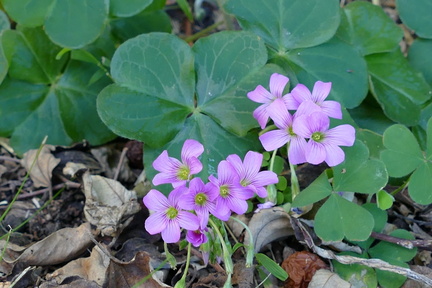 	Oxalis latifolia	