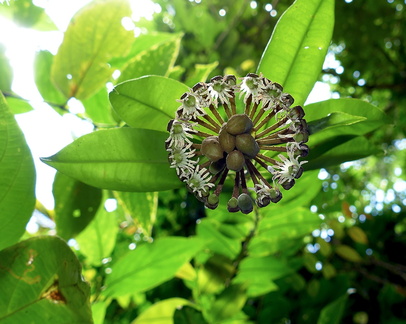 	Marcgravia umbellata	