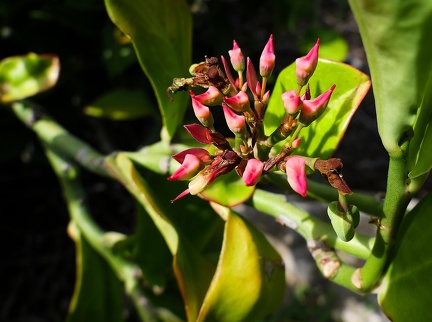 	Euphorbia tithymaloides