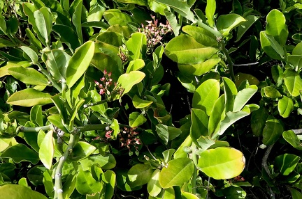 	Euphorbia tithymaloides