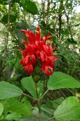 	Pachystachys spicata	