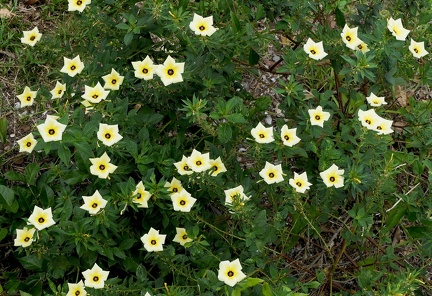 	Turnera subulata