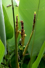 	Calathea lutea