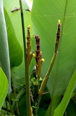 	Calathea lutea