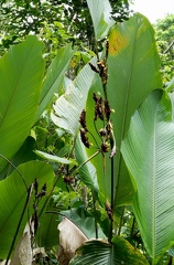 	Calathea lutea