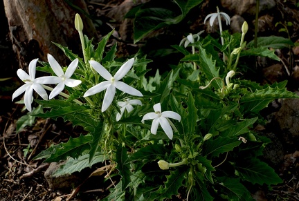 	Hippobroma longiflora