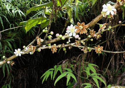 	Bellucia grossularioides