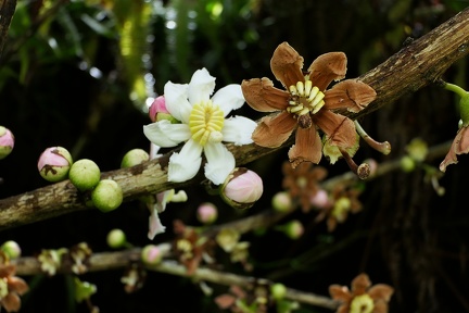 	Bellucia grossularioides