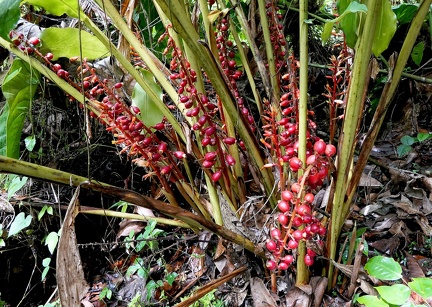 	Renealmia alpinia