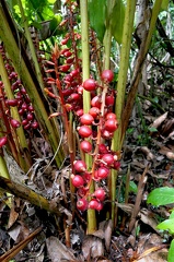 	Renealmia alpinia