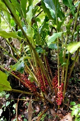 	Renealmia alpinia