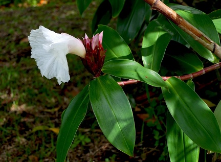 	Hellenia speciosa