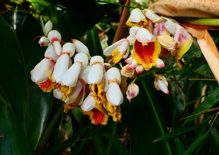 	Alpinia zerumbet	