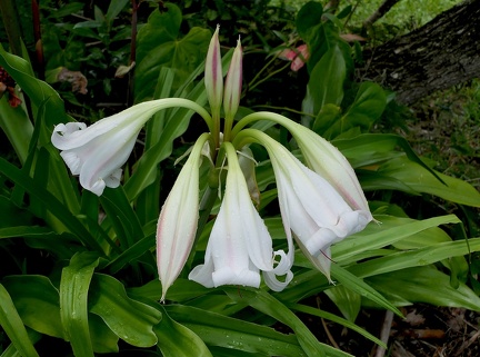 	Crinum latifolium