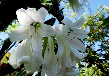 	Crinum latifolium