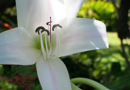 	Crinum latifolium