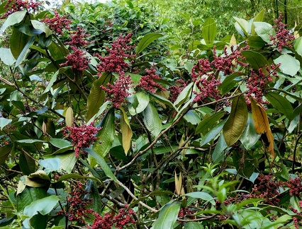 	Miconia furfuracea 