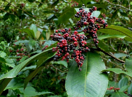 	Miconia furfuracea 