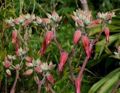 	Kalanchoe gastonis-bonnieri