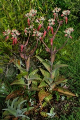 	Kalanchoe gastonis-bonnieri