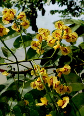 	Pterocarpus officinalis	