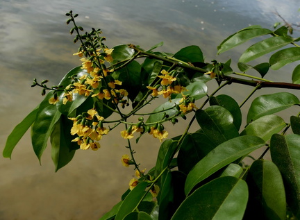 	Pterocarpus officinalis	