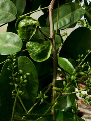 	Pterocarpus officinalis	