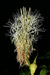 	Dracaena sp.