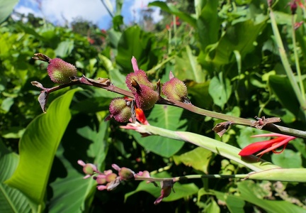 	Canna indica