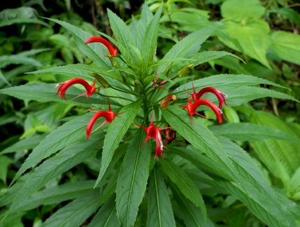 	Lobelia persicifolia