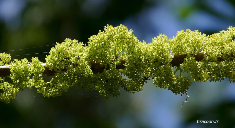 	Gyrotaenia crassifolia