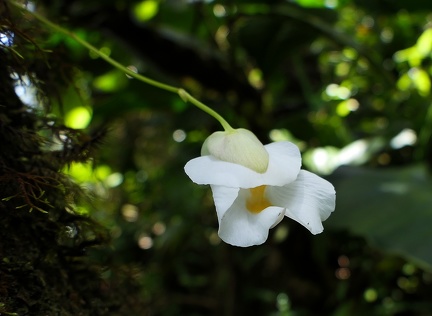 	Utricularia alpina	