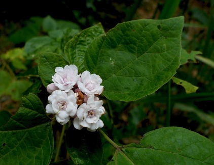 	Clerodendrum chinense