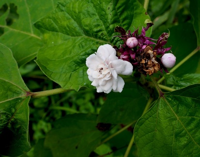 	Clerodendrum chinense