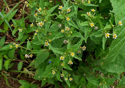 	Galinsoga parviflora