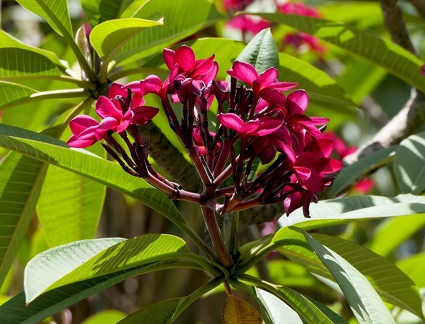 	Plumeria rubra