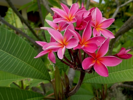 	Plumeria rubra