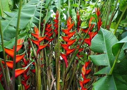 	Heliconia wagneriana