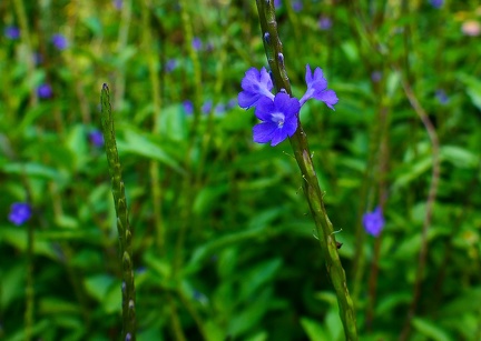 	Stachytarpheta jamaicensis