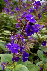 	Tibouchina urvilleana