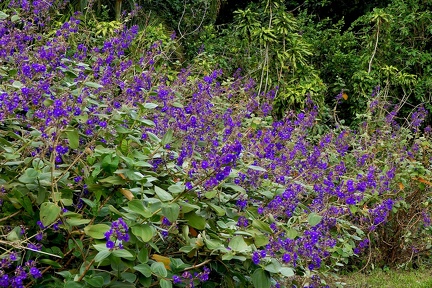 	Tibouchina urvilleana