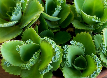 	Kalanchoe daigremontiana