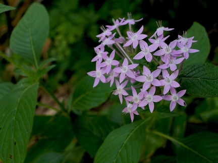 	Pentas lanceolata