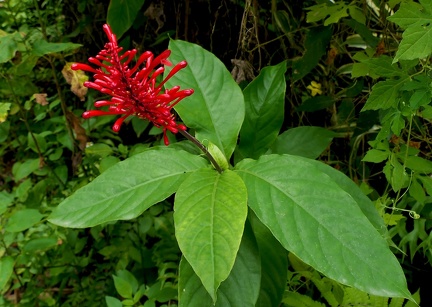 	Odontonema tubaeforme