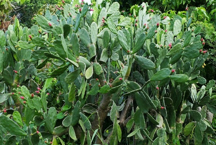 	Opuntia ficus-indica