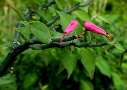 	Euphorbia tithymaloides