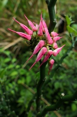 	Euphorbia tithymaloides